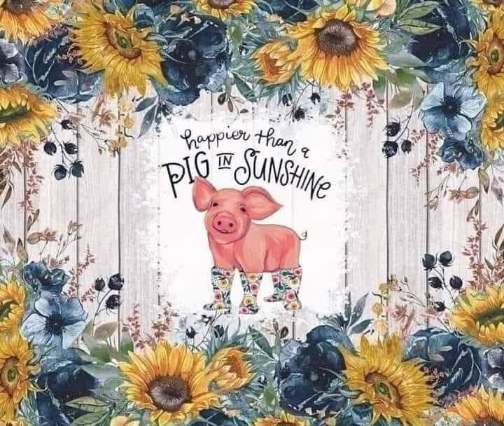 Pig sunshine