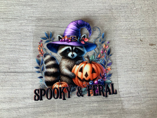 Racoon spooky and feral