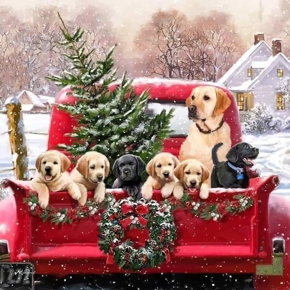 Truck of dogs Christmas